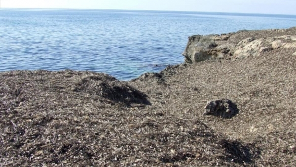 Rimozione della posidonia dalle spiagge, dalla Regione 1,8 milioni di euro ai Comuni
