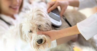 Microchip gratuito per i cani, il Comune di Cagliari lancia una giornata dedicata