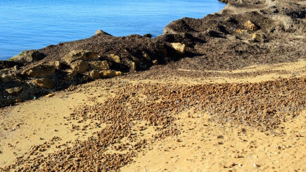 Posidonia, la Regione scrive al Ministro dell'Ambiente: nell'Arcipelago di La Maddalena i divieti ci sono, manca chi possa farli rispettare