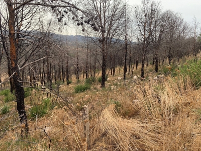 Sennariolo, riqualificazione ambientale e agroforestale dopo l'incendio del 2021
