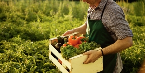 In Sardegna l'agricoltura bio taglia di un terzo i consumi energetici