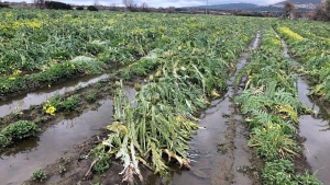 "Covid e maltempo, mai mancato appoggio agli agricoltori sardi": parola di assessora