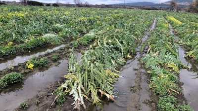 "Covid e maltempo, mai mancato appoggio agli agricoltori sardi": parola di assessora