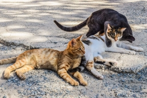 Sterilizzazioni, al via a Quartu la terza campagna per cani e gatti in citt&agrave;