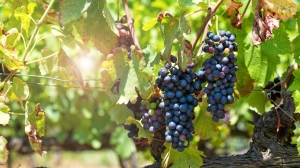 Oltre 6 milioni al vitivinicolo per il 2025-2026
