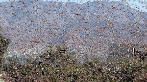 Agricoltura: stanziati ulteriori tre milioni di euro per la lotta integrata contro le infestazioni delle cavallette