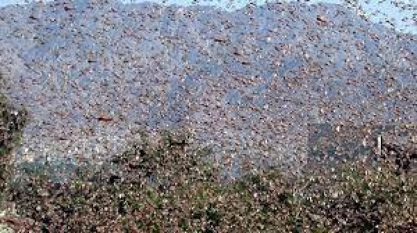 Agricoltura: stanziati ulteriori tre milioni di euro per la lotta integrata contro le infestazioni delle cavallette