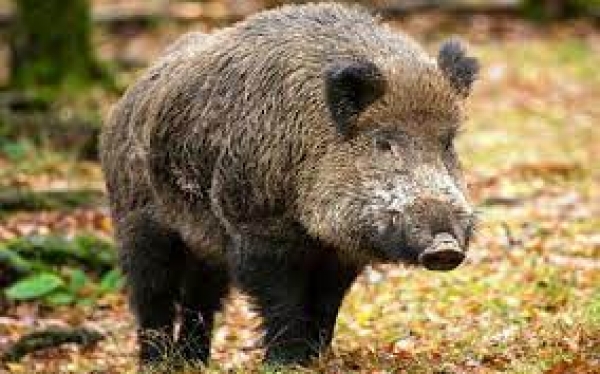 Confagricoltura Oristano: danni da fauna selvatica, campi devastati