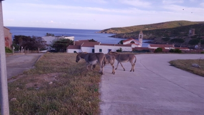 Asinara, consigli (da addetto ai lavori) per la valorizzazione di un paradiso della Sardegna