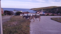 Asinara, consigli (da addetto ai lavori) per la valorizzazione di un paradiso della Sardegna