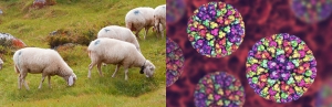 Avvio della campagna di vaccinazione Blue Tongue 2025