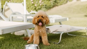Benessere animale e turismo pet-friendly, proposta di legge di Orizzonte Comune in Consiglio regionale