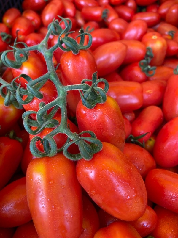 Coldiretti Sardegna: stagione pomodoro, ottima qualit&agrave; ma quantit&agrave; produzioni sotto le aspettative