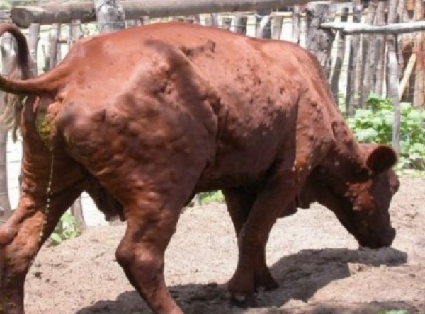 Tavolo verde: dermatite bovina, ristori e pagamenti al centro del confronto. L&rsquo;assessore Agus: &ldquo;Sul virus dei bovini stiamo lavorando per superare il problema il prima possibile. Per le PLT, prima i pagamenti e poi le verifiche&rdquo;