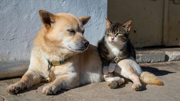 Sterilizzazione di cani e gatti, dalla Regione 1,5 milioni in tre anni