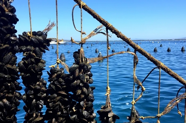 Le aziende sarde aiutano per lo sviluppo della miticoltura in Senegal