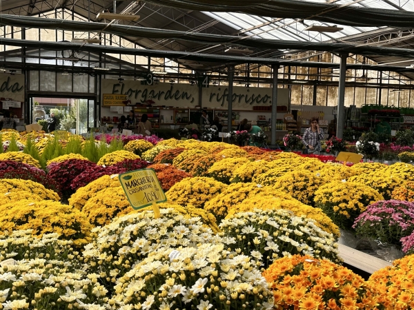 Coldiretti Sardegna, florivivaismo: festivit&agrave; a novembre, bene vendite fiori con una spesa media per famiglia di 30 euro, ma i costi di produzione elevati frenano i guadagni