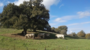 Agricoltura, anticipi per lo sviluppo rurale 2024, al via i pagamenti per complessivi 3.380.000 euro a favore di 1413 beneficiari