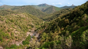 Boschi, natura e difesa fitosanitaria: 22,24 milioni per prevenire i danni e rafforzare gli equilibri naturali
