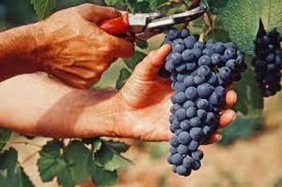 Coldiretti Sardegna: vendemmia 2023 in calo stimato tra il 25-30%, resta l'ottima qualit&agrave;