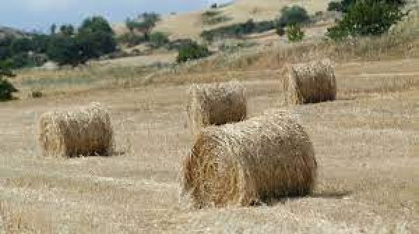 Agricoltura: &ldquo;Pacchetto giovani&rdquo;, programma di sviluppo rurale Psr Sardegna, finanziato lo scorrimento della graduatoria