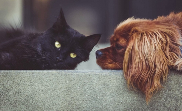 Quartu, riparte la campagna di sterilizzazione dedicata a cani e gatti