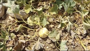Coldiretti Cagliari: gran caldo mette in ginocchio colture