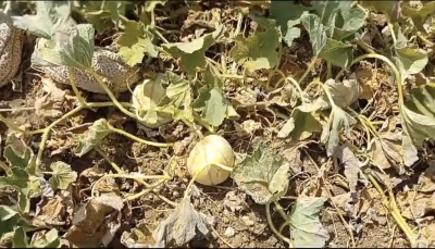 Coldiretti Cagliari: gran caldo mette in ginocchio colture