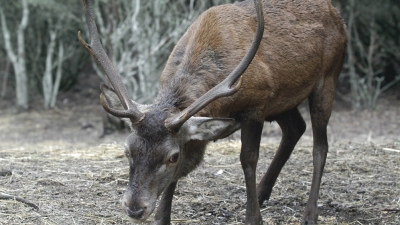 Malattia del cervo e blu tongue, nuovo allentamento delle restrizioni nell'Isola