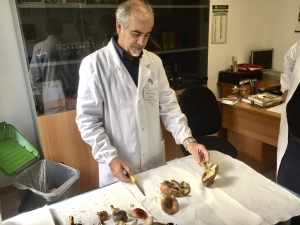 Ispettorato micologico: attivo il Servizio per evitare intossicazioni da funghi spontanei