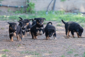 Sospette sostanze pericolose per animali, scatta il piano del Comune di Cagliari