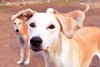 Quartu, appello per 100 cani da adottare: il Comune lancia una manifestazione d'interesse per le associazioni
