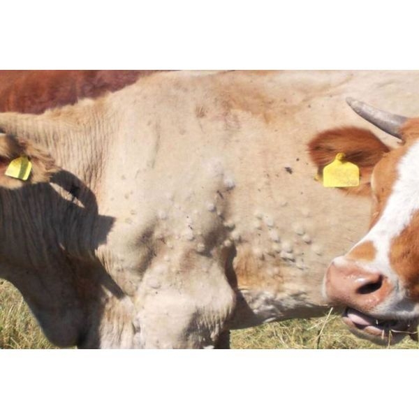 Dermatite nodulare bovina, la presidente Todde: "Siamo al fianco degli allevatori"