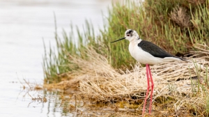 Ambiente: Sardegna in prima fila nella lotta alle uccisioni illegali di avifauna
