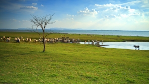 Ripopolamento della fauna selvatica: dalla Regione oltre 796mila euro per Province e Citt&agrave; Metropolitane
