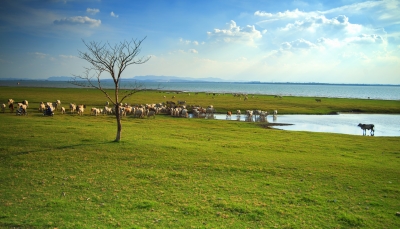 Ripopolamento della fauna selvatica: dalla Regione oltre 796mila euro per Province e Citt&agrave; Metropolitane
