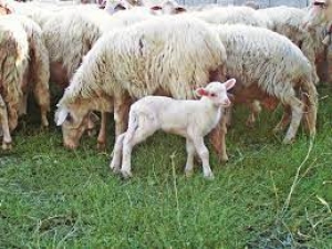 Coldiretti Sardegna, festivit&agrave; Natale, nella top ten dei consumi, il podio &egrave; per l'agnello Igp