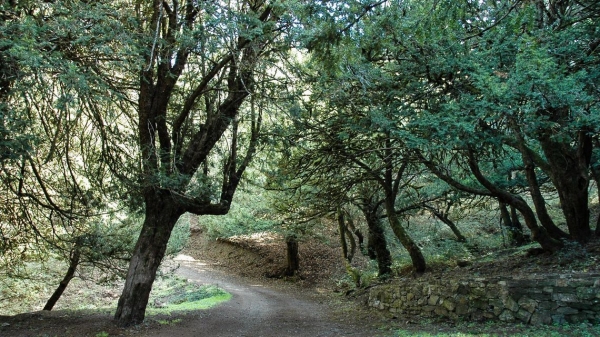 Aspal, 104 assunzioni a tempo indeterminato per l&rsquo;agenzia FoReSTAS, ripubblicato il bando per la copertura delle posizioni rimaste scoperte