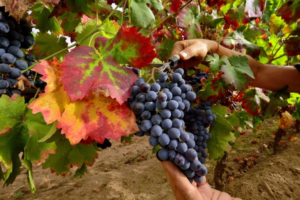 Filiera corta e produzione agricola, il Gal Ogliastra pubblica due bandi di finanziamento