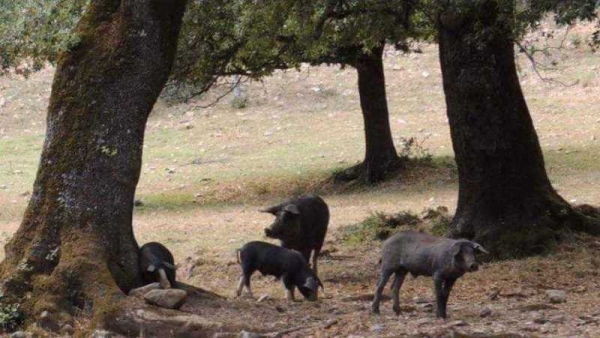 Coldiretti, emergenza cinghiali in Sardegna