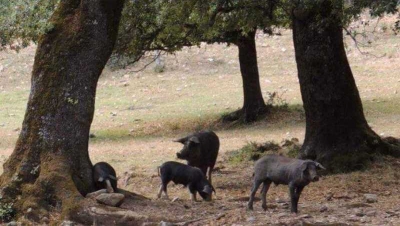 Coldiretti, emergenza cinghiali in Sardegna