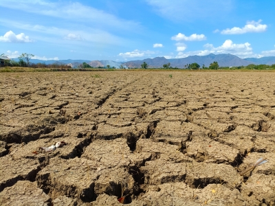 Quattro milioni di indennizzi per allevatori colpiti da crisi idrica, pubblicato elenco beneficiari