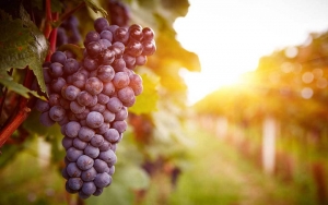 Il cannonau va a scuola di marketing
