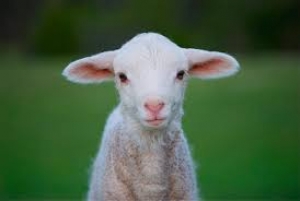 L'agnello si conferma il re della tavola di Pasqua