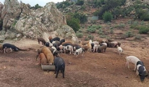 Fine dell'embargo per la peste suina in Sardegna, c'&egrave; una data: il 15 dicembre