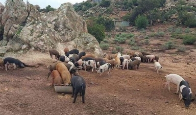 Fine dell'embargo per la peste suina in Sardegna, c'&egrave; una data: il 15 dicembre