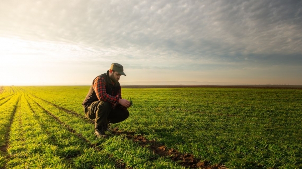 Agricoltura: 75 milioni per investimenti produttivi, domande a partire dal 31 marzo
