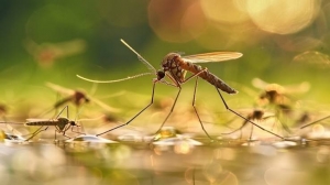 West Nile, virus rilevato in alcune zanzare a Cagliari: nessun caso nell'uomo, scattano gli interventi di prevenzione